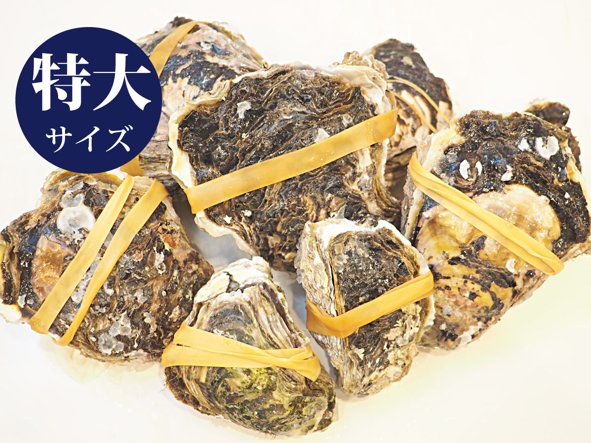 特大サイズ 殻付冷凍天然岩牡蠣 生食用 5個セット 天然岩牡蠣の七條水産